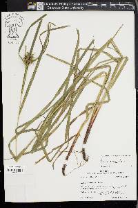 Carex grayi image