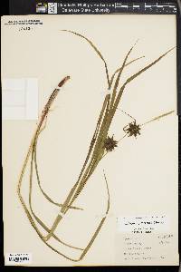 Carex grayi image