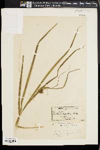 Carex grayi image