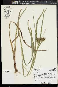 Carex grayi image