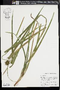 Carex grayi image