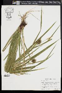 Carex grayi image