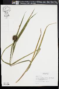 Carex grayi image