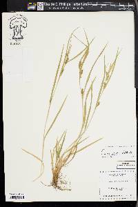 Carex grisea image