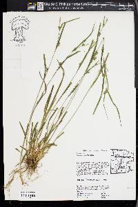 Carex grisea image