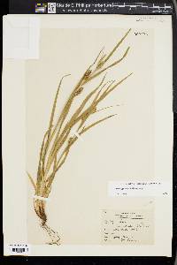 Carex grisea image