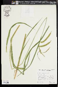 Carex gynandra image