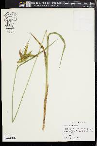 Carex gynandra image