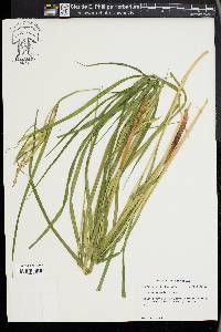 Carex gynandra image