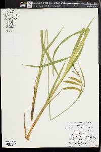 Carex gynandra image