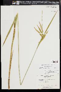 Carex gynandra image