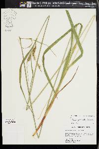 Carex gynandra image