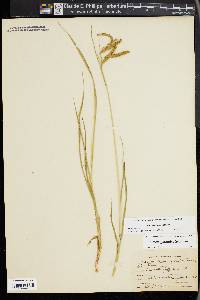 Carex gynandra image