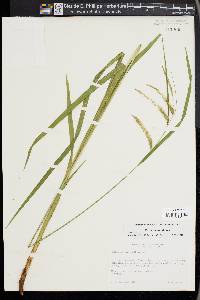 Carex gynandra image