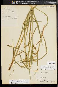 Carex gynandra image