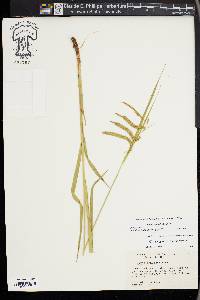 Carex gynandra image