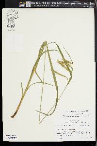 Carex gynandra image