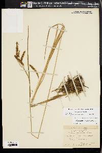 Carex gynandra image