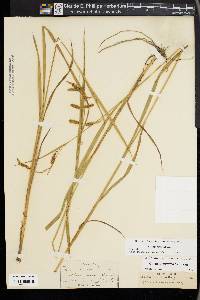 Carex gynandra image