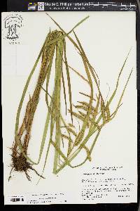 Carex gynandra image