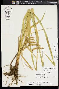 Carex gynandra image