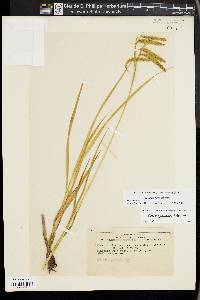 Carex gynandra image