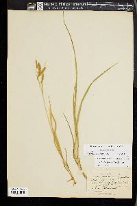 Carex gynandra image