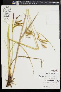 Carex gynandra image