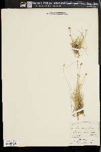 Carex gynocrates image