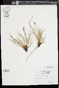 Carex halleriana image