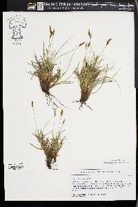 Carex halleriana image