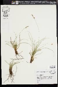 Carex halleriana image