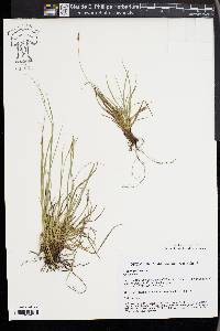 Carex halleriana image