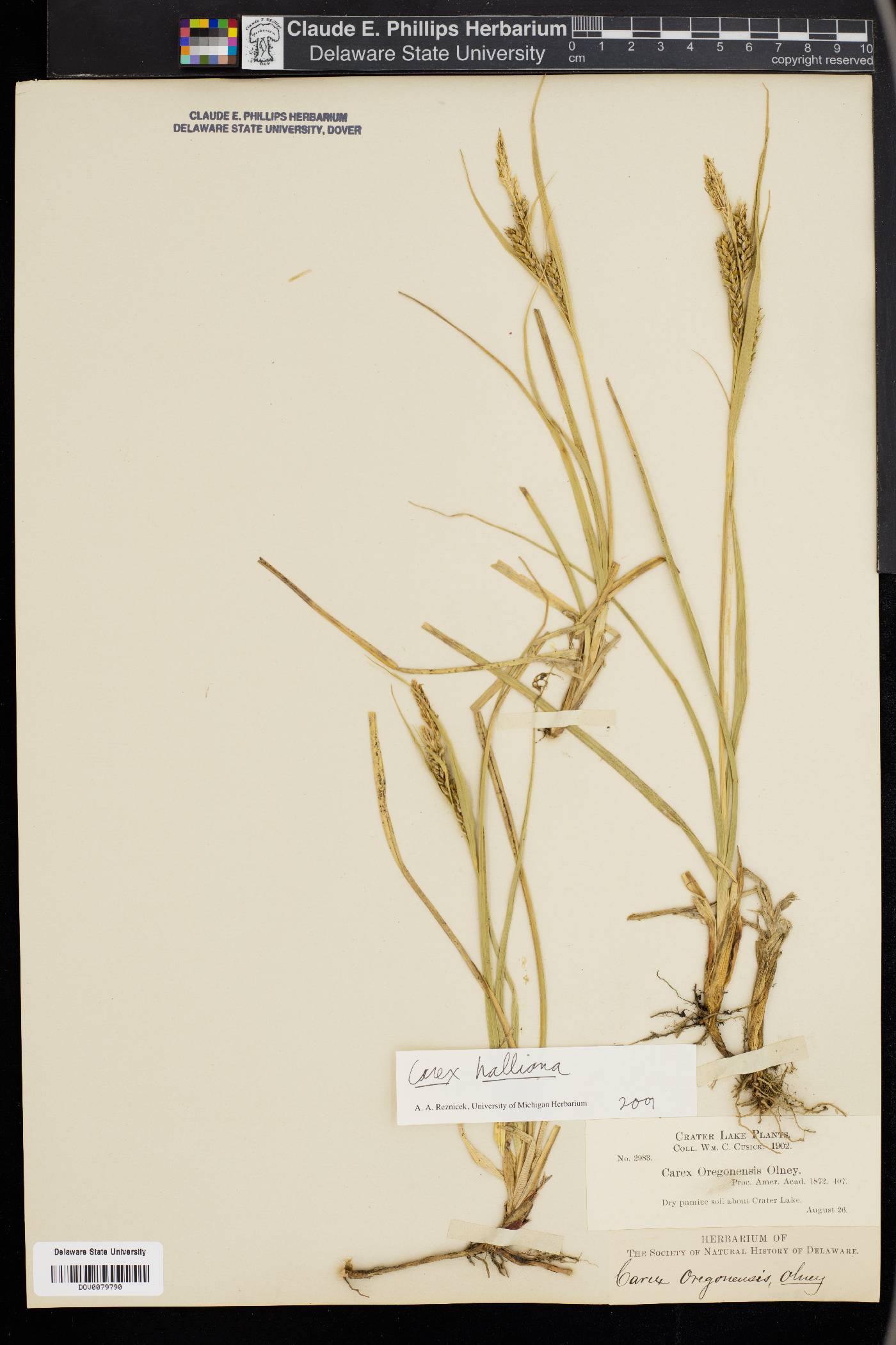 Carex halleriana image