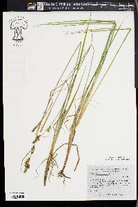 Carex hartmanii image