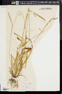 Carex hendersonii image