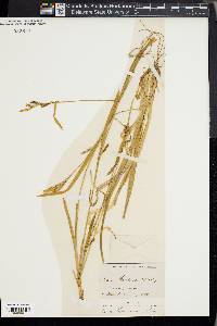 Carex hendersonii image