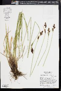 Carex heteroneura image