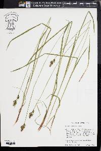 Carex heteroneura image