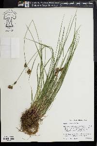 Carex heteroneura image