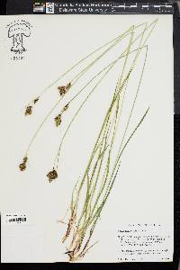 Carex heteroneura image