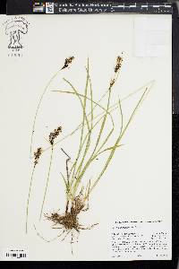 Carex heteroneura image