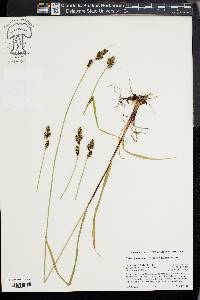 Carex heteroneura image