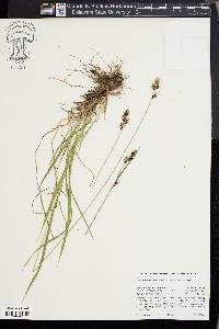 Carex heteroneura image