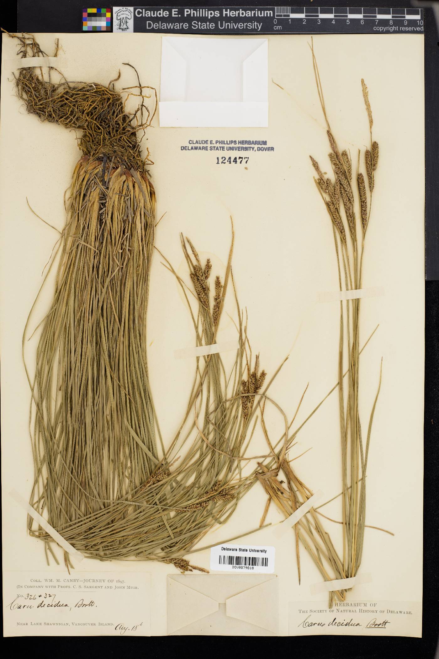 Carex decidua image