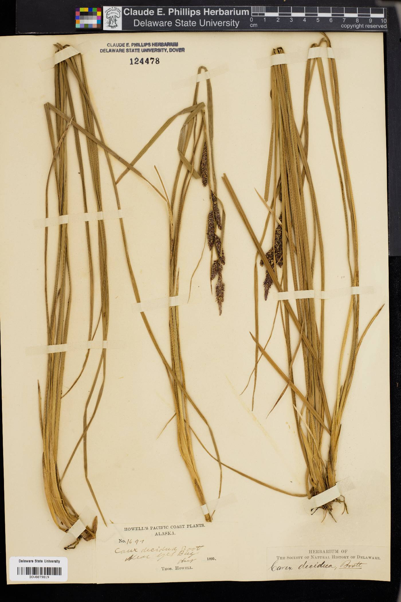 Carex decidua image