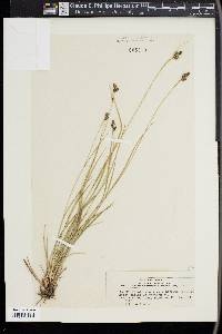 Carex triceps image