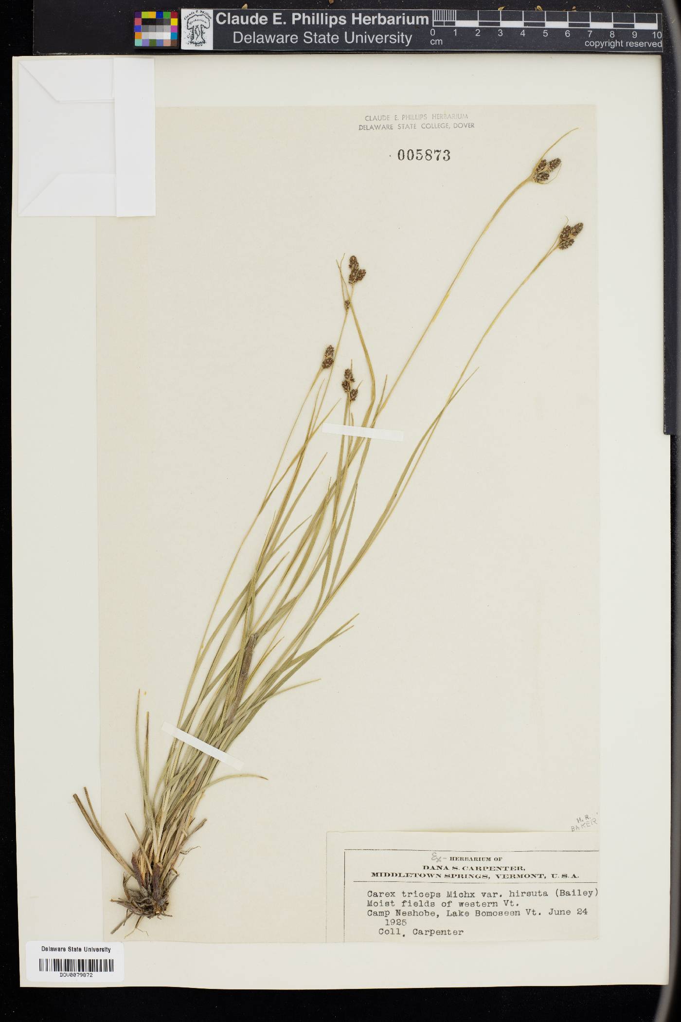 Carex triceps image