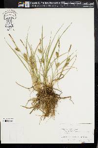 Carex hirta image