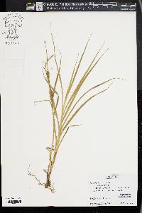 Carex hirta image